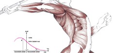 Anatomy & Biomechanics of Tennis
