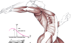 Anatomy & Biomechanics of Tennis